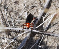 Red Beetle 3.jpg