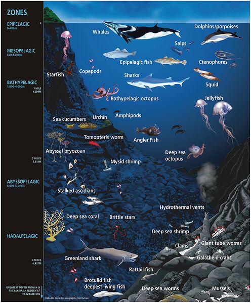 File:Representative ocean animal life.jpg