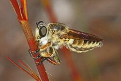Robberfly - Megaphorus clausicellus?, Archbold Biological Station, Venus, Florida.jpg