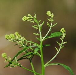 Rorippa sessiliflora inflorescences.jpg