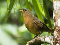 Rufous Babbler by N. A. Naseer.jpg