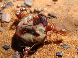 Saharan Silver Ants Erg Chebbi 2011.jpg