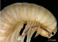 Sinocallipus steineri profile.png