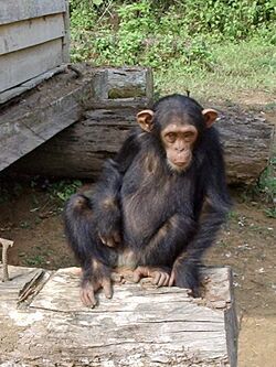 South Djoum Chimp.jpg