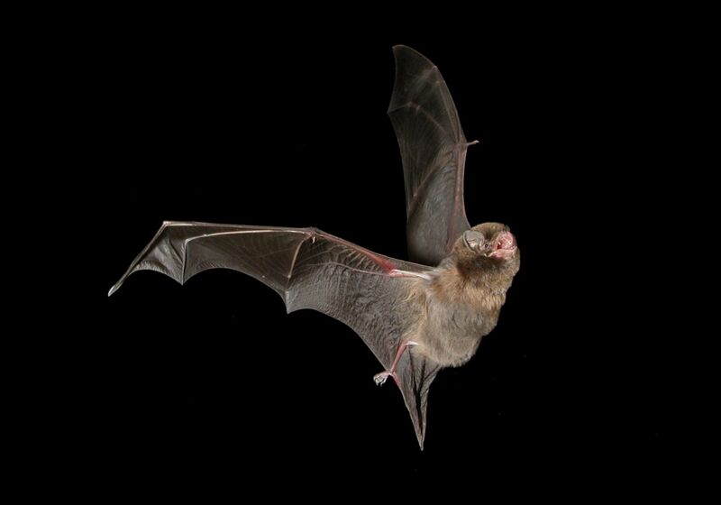 File:Southern bentwing bat.jpg