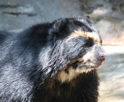 SpectacledBear1 CincinnatiZoo.jpg