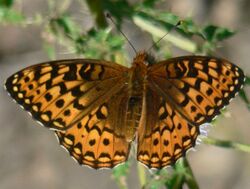 Speyeria hydaspe 19813.JPG