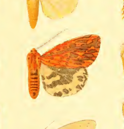 Spilosoma erythrophleps.png