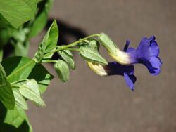 Starr 071024-0359 Thunbergia battiscombei.jpg