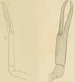 Stenochirus claws.jpg