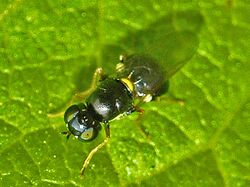 Stratiomyidae - Oxycera terminata(female.jpg