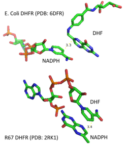 Structure difference of substrate binding in E. coli and R67 DHFR.png