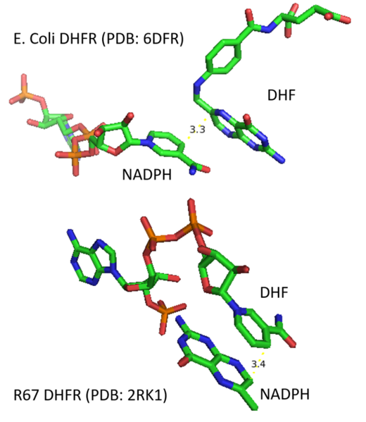 File:Structure difference of substrate binding in E. coli and R67 DHFR.png