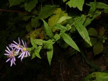 Symphyotrichum phlogifolium 97697909.jpg
