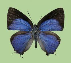 Tajuria matsutaroi motokoae, male upperside.JPG