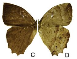 Taygetis fulginia female, c dorsal, d ventral.jpg