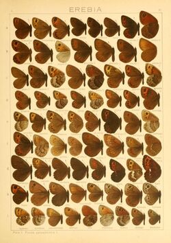 The Macrolepidoptera of the world (Taf. 37) (8145249879).jpg