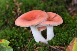Tiny Russula paludosa (Appelrussula) at Rozendaal castle park - panoramio.jpg