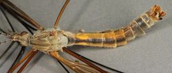 Tipula luteipennis, Cors Grfelog, North Wales, Sept 2014 2 (23080710949).jpg