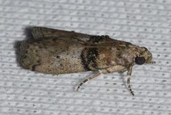 Tlascala reductella – Tlascala Moth (14443151298).jpg