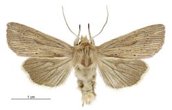 Tmetolophota arotis male.jpg