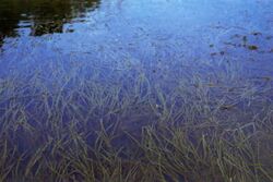 Vallisneria americana (USDA).jpg