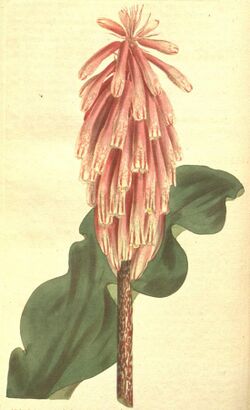 Veltheimia capensis - CBM-14.jpg