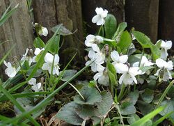 Viola alba (Guy Bourrel).jpg