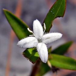 Virginia buttonweed (5718379708).jpg