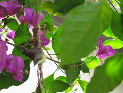 White-throated Gerygone Nesting 4.jpg