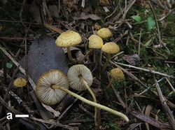 Xanthagaricus (10.3897-mycokeys.28.21029) Figure 2a.jpg