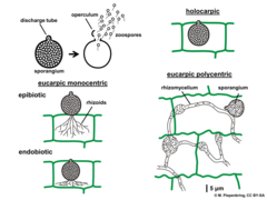 Line drawing diagram of the five major classifications of chytrid thalli displayed in two columns. At the top of the left column is a diagram of a eucarpic, monocentric chytrid thallus before and after zoospore discharge. Below that is a diagram of an epibotic chytrid followed by a diagram of an endobiotic chytrid. At the top of the right column is a diagram of a holocarpic chytrid thallus. Below that is a diagram of a eucarpic polycentric chytrid thallus.