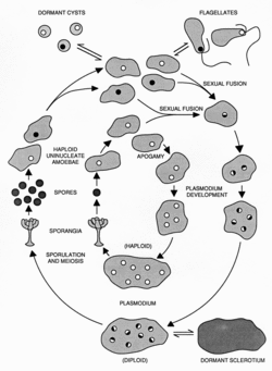 The life cycle of Physarum polycephalum. The outer circuit illustrates the natural cycle alternating between the haploid amoebal stage and diploid plasmodial stage. The inner circuit illustrates the fully haploid "apogamic" life cycle. Both cycles exhibit all developmental stages.