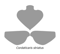 20210516 Radiodonta head sclerites Cordaticaris striatus.png