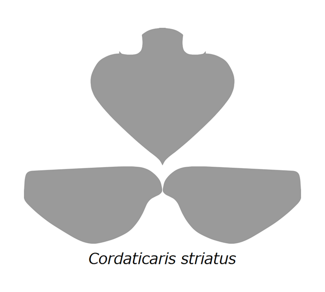 File:20210516 Radiodonta head sclerites Cordaticaris striatus.png