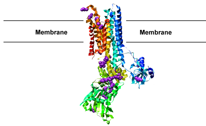 File:ATP1A2 structure with FHM2 mutations.png