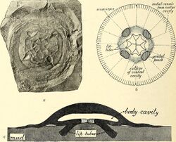 A guide to the fossil invertebrate animals in the Department of geology and palaeontology in the British museum (Natural history) (1907) (14799088733).jpg
