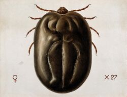 A tick (Haemaphysalis leachi). Coloured drawing by A.J.E. Te Wellcome V0022545.jpg