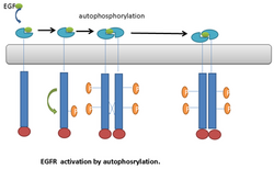 Activation of EGFR by autophosphorylation..png