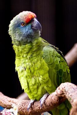 Amazona festiva bodini -Tulsa Zoo-8a.jpg