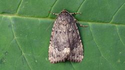 Amphipyra pyramidoides - Copper Underwing Moth (9942241015).jpg