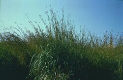 Andropogon gerardii.jpg