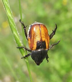 Anisoplia austriaca up.JPG