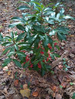 Ardisia crenata 2023.jpg