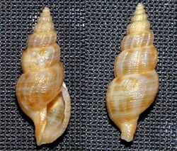 Asperdaphne elegantissima 001.jpg