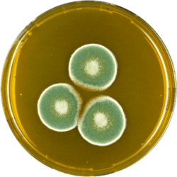 Aspergillus unguis meaox.png