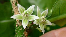 Aureliana fasciculata var. longifolia (Sendtn.) Hunz. & Barboza (15356491536).jpg