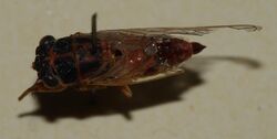 AustralianMuseum cicada specimen 04.JPG
