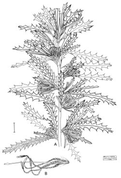 Banksia serra.jpg