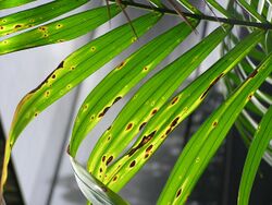 Bipolaris leaf blight of Kentia palm caused by Bipolaris incurvata
